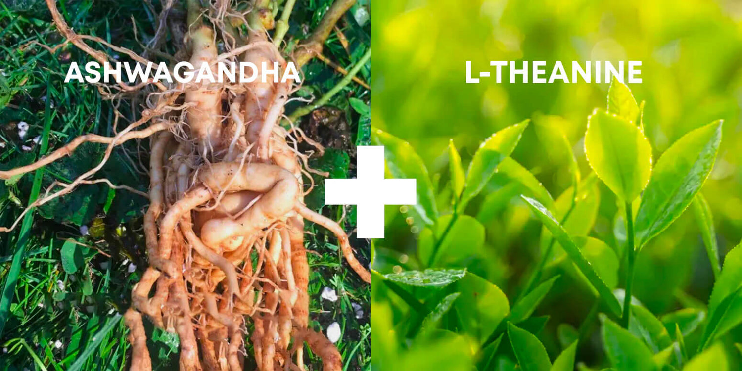 Benefits of Combining L-Theanine with Ashwagandha